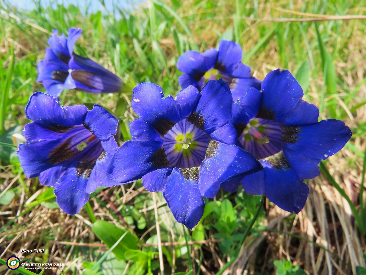 16 Gentiana acaulis (Genziana di Koch).JPG